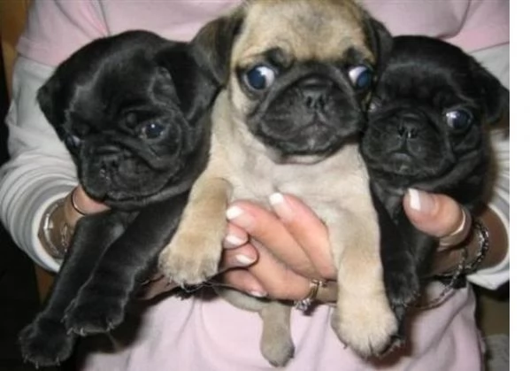 Bellissimi cuccioli di carlino