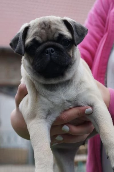 CUCCIOLI MINI CARLINO