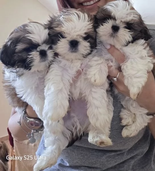 Cuccioli shitzu 