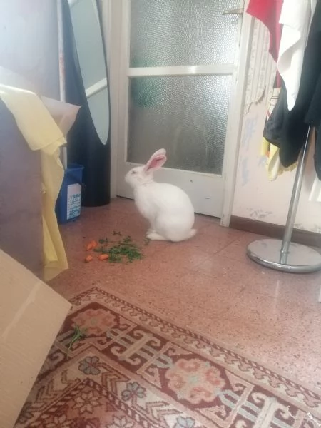 Coniglietti  | Foto 3