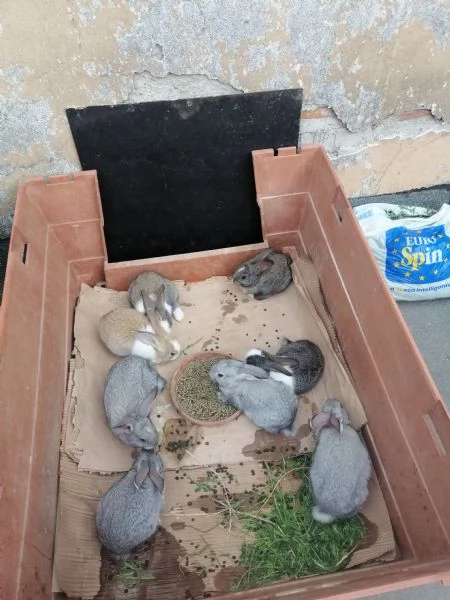 Coniglietti  | Foto 2