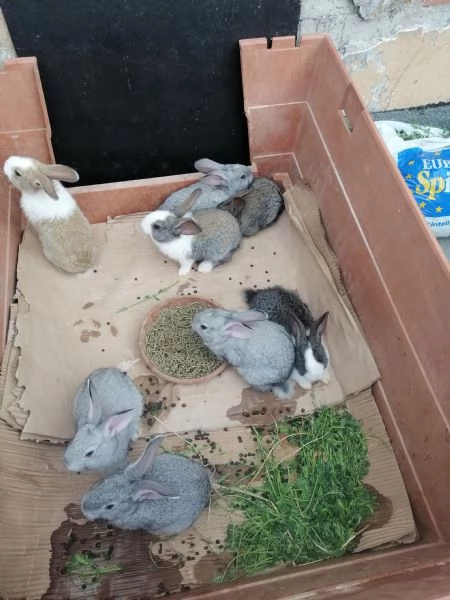 Coniglietti  | Foto 1