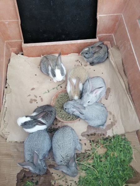 Coniglietti  | Foto 0