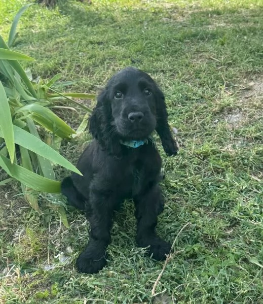 Cuccioli Cocker Spaniel