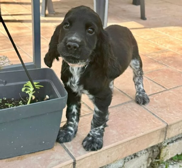 Cuccioli Cocker Spaniel | Foto 0