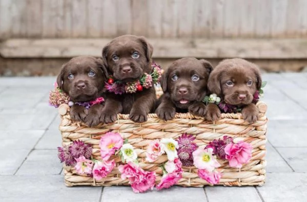 cuccioli di labrador cioccolato in vendita
