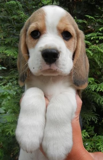 Cuccioli di Beagle disponibili. | Foto 4