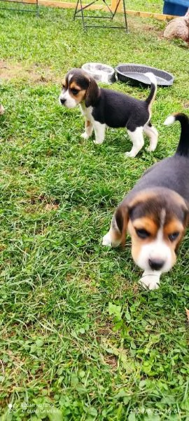 Cuccioli di Beagle disponibili. | Foto 3