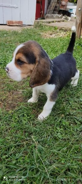 Cuccioli di Beagle disponibili. | Foto 2