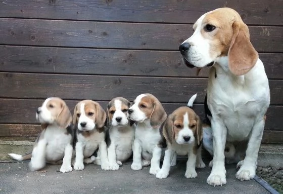 Cuccioli di Beagle disponibili.
