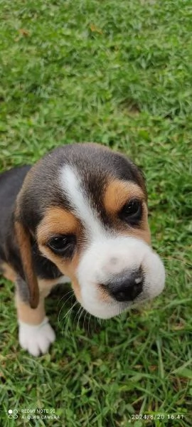 Cuccioli di Beagle disponibili. | Foto 1