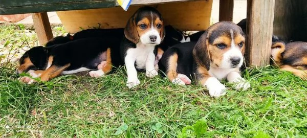 Cuccioli di Beagle disponibili. | Foto 0