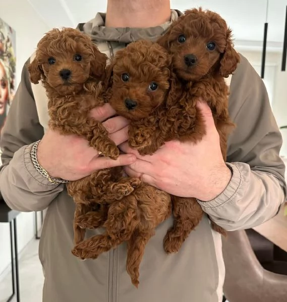 Regalo Cucciolo Regalo cuccioli di Barboncino  | Foto 0