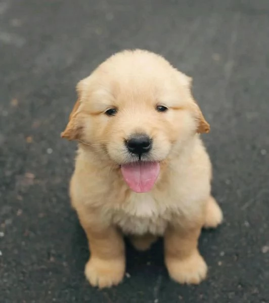 Regalo Cucciolo, Regalo Golden retriever  | Foto 1