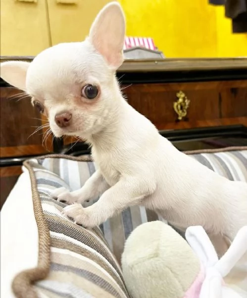 Chihauhau toy Maschio femmina | Foto 4