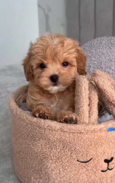 Barboncino toy maschio e femmina  | Foto 4