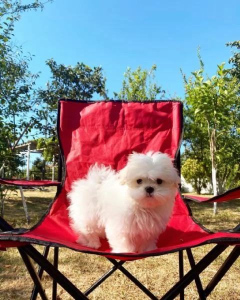 Maltese mini toy maschio e femmina ……. | Foto 6
