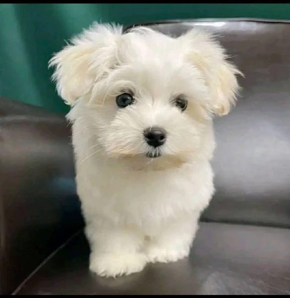 Maltese mini toy maschio e femmina ……. | Foto 1