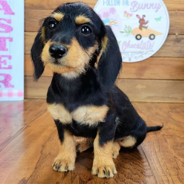 Bassotto nana maschio e femmina  | Foto 4