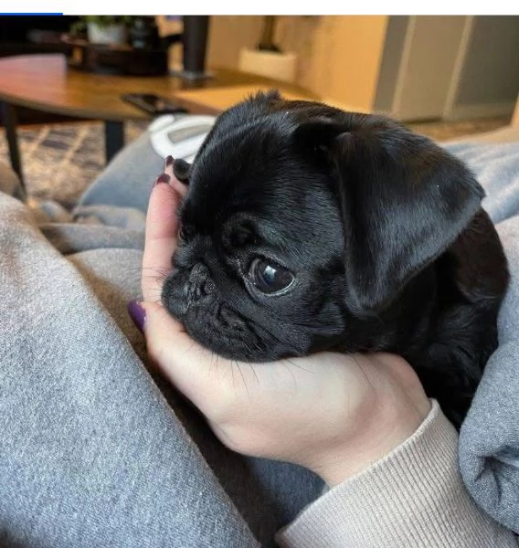 Carlino taglia piccolo a Maschio e femmina | Foto 2