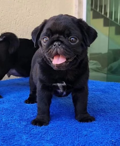 Carlino taglia piccolo a Maschio e femmina | Foto 0