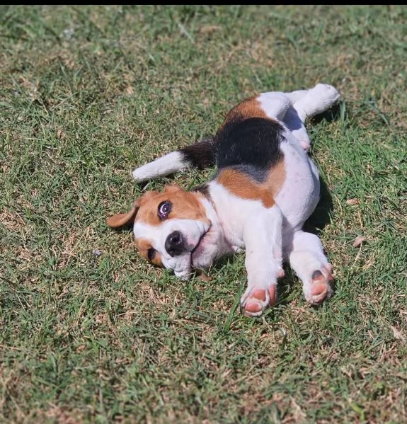 Beagle Maschio e femmina disponibili  | Foto 5