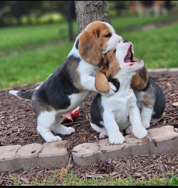 Beagle Maschio e femmina disponibili  | Foto 3