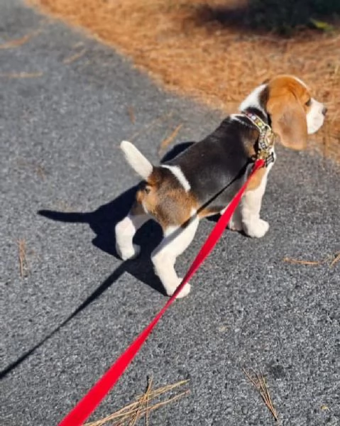 Beagle Maschio e femmina disponibili  | Foto 0