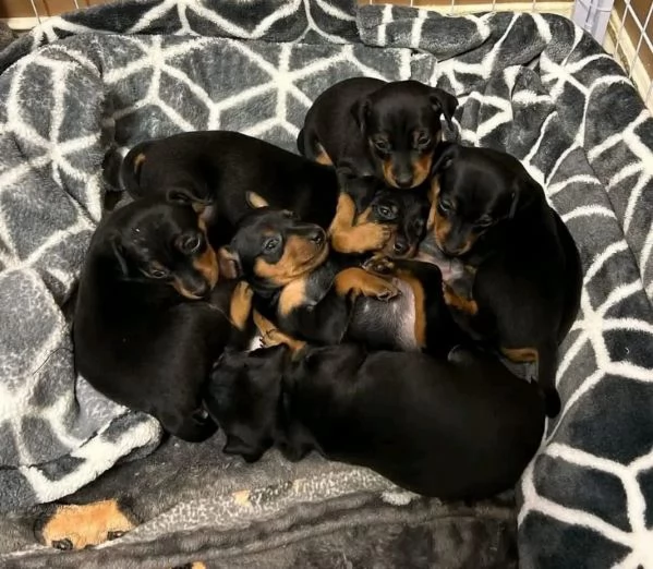 REGALO PINCHERS TAGLIA PICCOLO FEMMINA E MASCHIO  | Foto 2