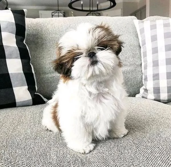 Bellissima maschio e  femminuccia di Shitzu disponibile