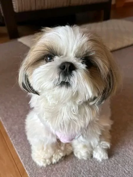 Bellissima maschio e  femminuccia di Shitzu disponibile | Foto 0