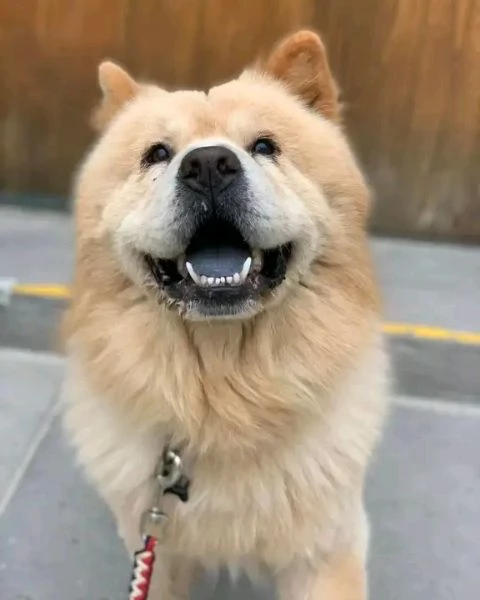 Bellissima maschio e  femminuccia di Chow-chow disponibile | Foto 0