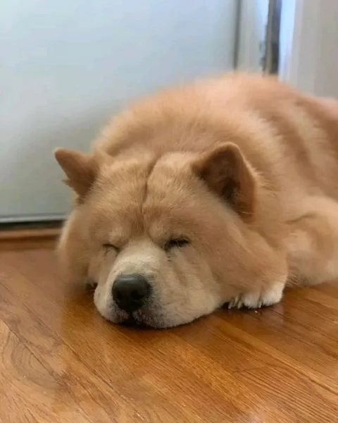 Bellissima maschio e  femminuccia di Chow-chow disponibile