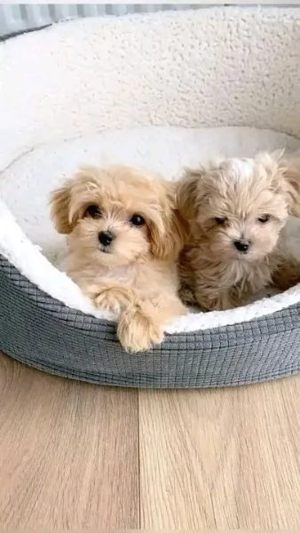 REGALO Yorkshire MASCHIO E FEMMINA