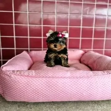 REGALO Yorkshire MASCHIO E FEMMINA | Foto 0