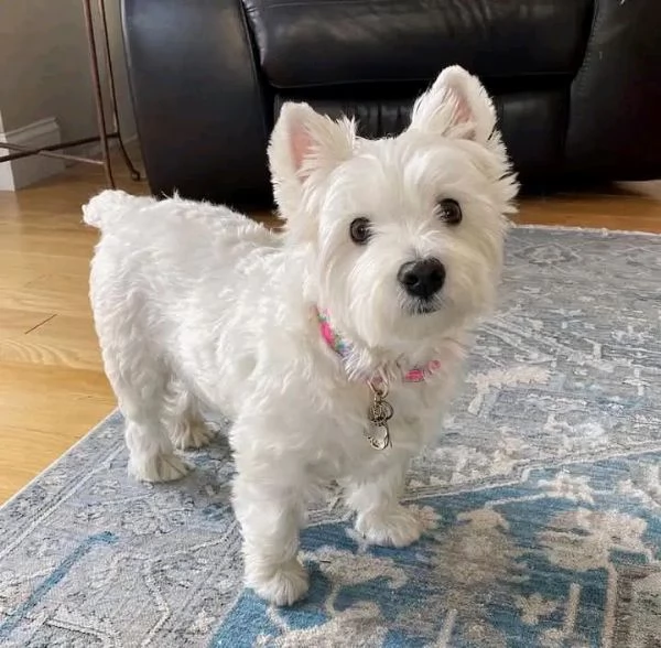 REGALO WEST HIGHLANDER DISPONIBILI