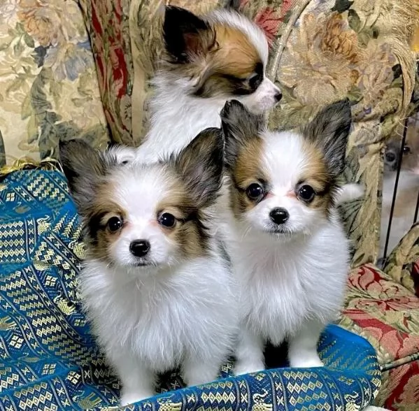 REGALO PAPILLON DISPONIBILI