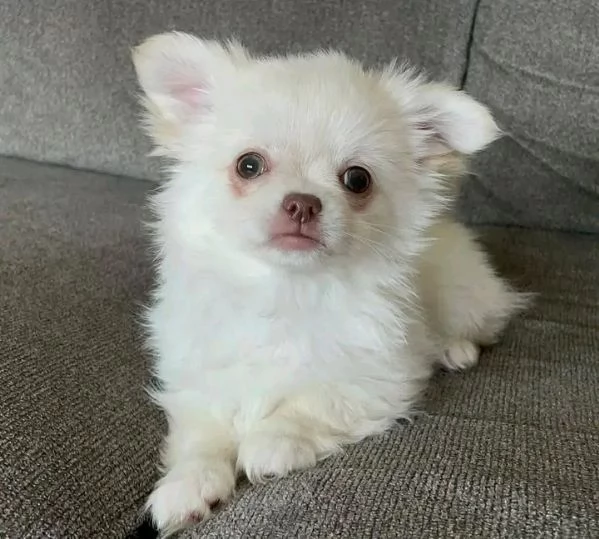 Dolce chihauhau lungo pelo femmina | Foto 0
