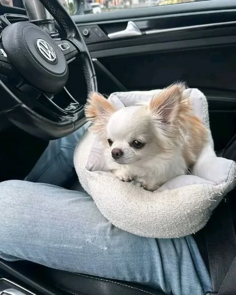 Dolce chihauhau lungo pelo femmina