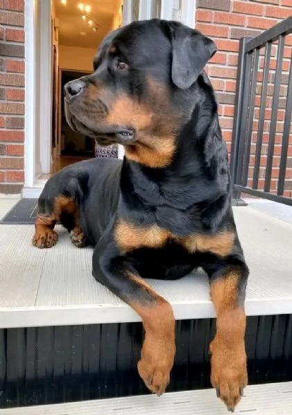 Disponibili Rottweiler di razza pura maschio e femmina | Foto 0