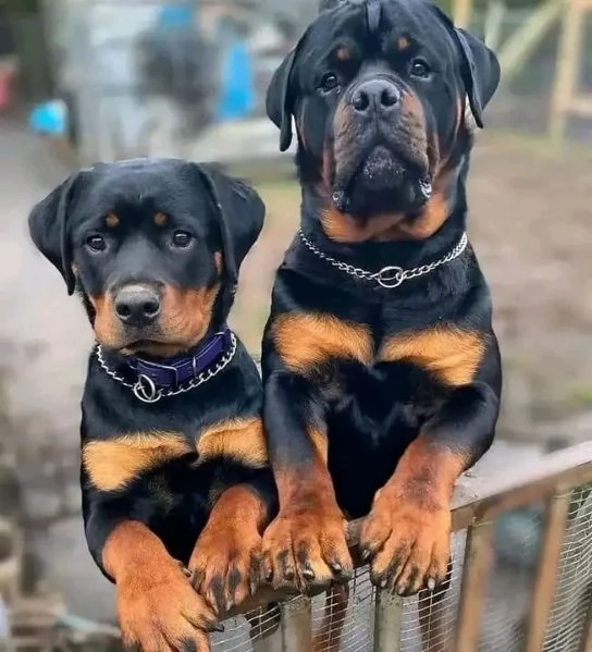 Disponibili Rottweiler di razza pura maschio e femmina