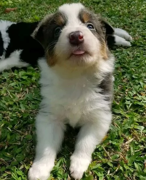 Disponibili Border Collie di razza pura maschio e femmina | Foto 0