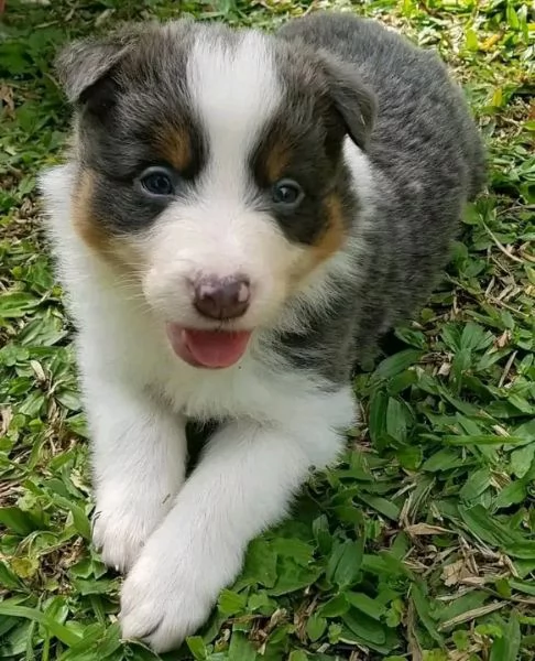 Disponibili Border Collie di razza pura maschio e femmina