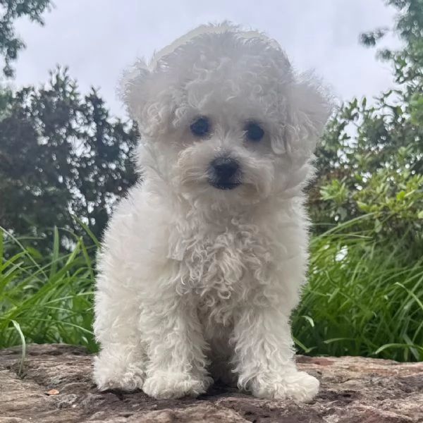 Cucciolo bichon maschio e femmina  | Foto 0