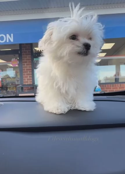 Cucciolo bichon maschio e femmina 