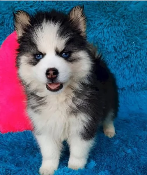 Regalo husky Maschio e femmina////// | Foto 0