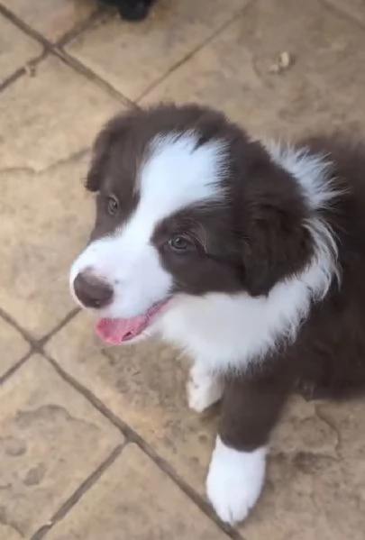 Border collie  | Foto 0