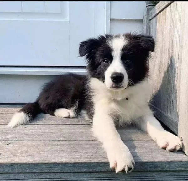 Border collie 