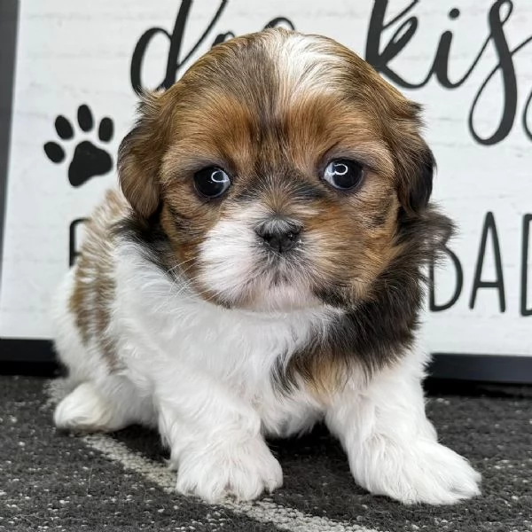 CUCCIOLO SHITZU TOY  | Foto 0