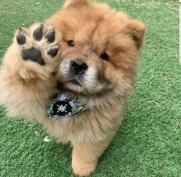 Chow chow  | Foto 1